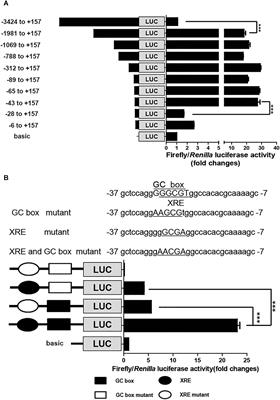 Sp1, Instead of AhR, Regulates the Basal Transcription of Porcine CYP1A1 at the Proximal Promoter